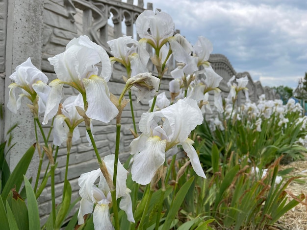 Foto lirios blancos en un jardín con un muro de piedra detrás de ellos.