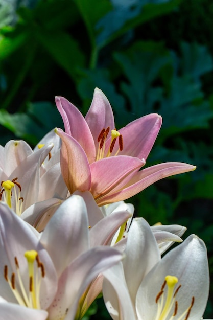 Lirios blancos y rosados en flor en la fotografía macro de la luz del atardecer de verano