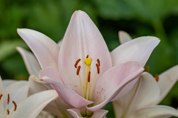 Lirios blancos y rosados en flor en la fotografía macro de la luz del atardecer de verano