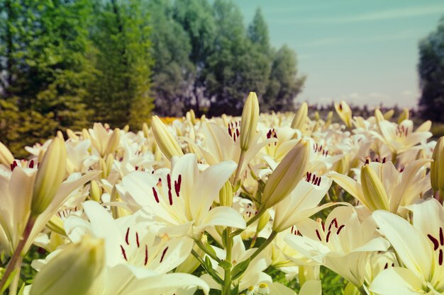 Foto lírios brancos em flor no jardim