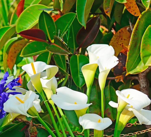 Lirios de cala en un jardín verde