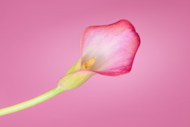 Lirios de cala rosa sobre fondo rosa para la tarjeta del día de San Valentín o regalo de San Valentín, cumpleaños, citas, aniversario