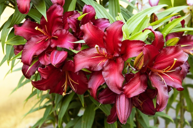 Lirios de color rojo oscuro de avinger florecen en el jardín de verano, un híbrido oriental