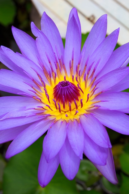 Foto lirios de colores en plena floración en el agua.