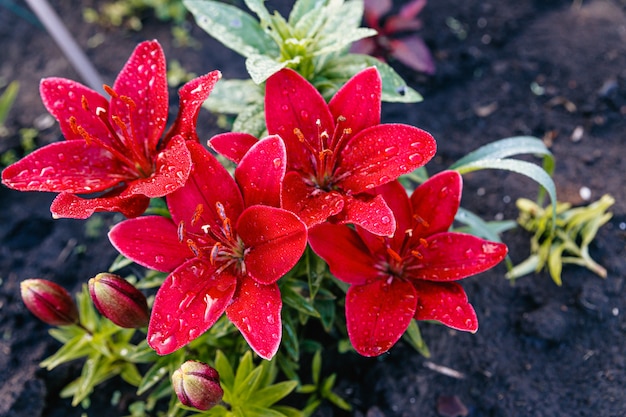 Lírios com flores vermelhas e gotas de chuva