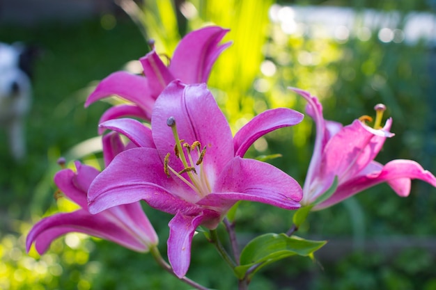 Lírios cor-de-rosa florescendo no jardim fechado Buquê de flores de verão no jardim