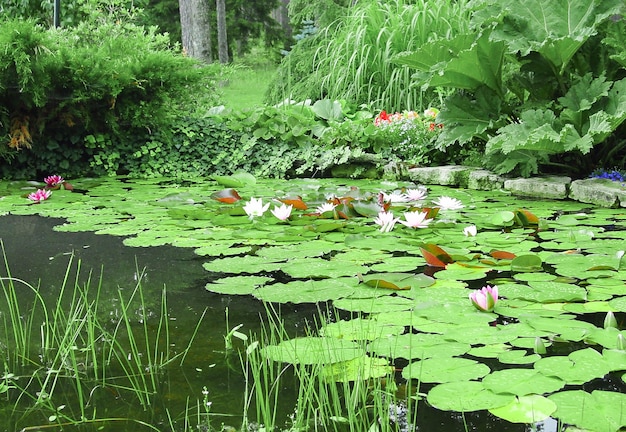 Lírios de água branca florescendo na lagoa