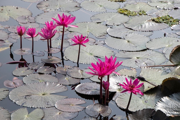 Lírios de água cor de rosa em uma lagoa