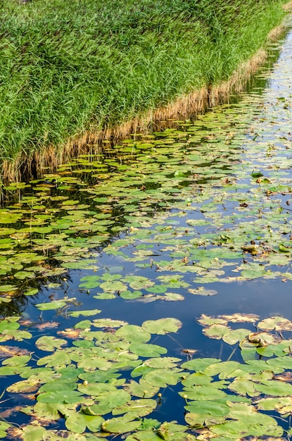 Lírios de água e cana da paisagem do verão em uma lagoa