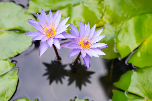 Lírios de água roxos, violeta lótus florescendo na lagoa.