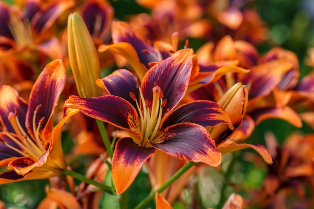 Lírios de jardim multicoloridos em uma macrofotografia de dia ensolarado de verão