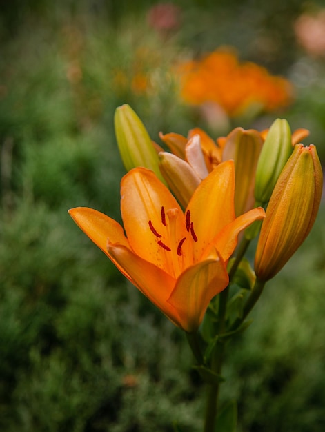 Lirios florecientes en la floricultura del jardín como afición