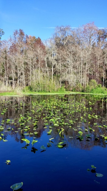 Foto lirios flotando en un lago tranquilo contra los árboles en el bosque