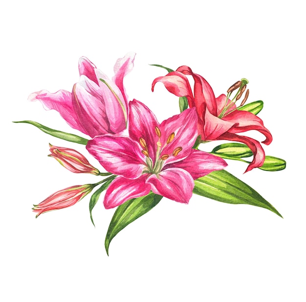 Lírios, ilustração botânica em aquarela, composição de flores