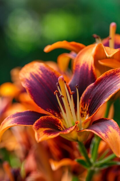 Lirios de jardín multicolores en una fotografía macro de un día soleado de verano