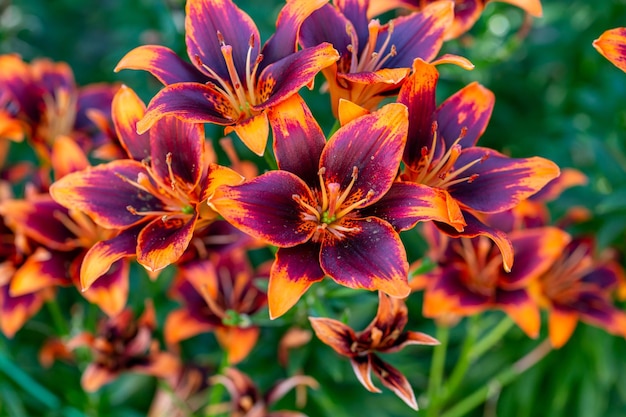 Lirios de jardín multicolores en una fotografía macro de un día soleado de verano