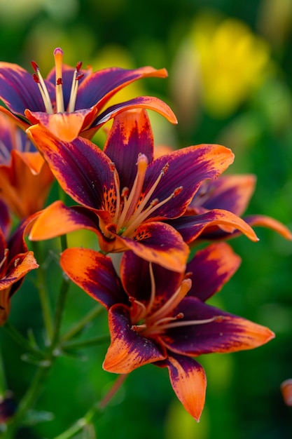 Lirios de jardín multicolores en una fotografía macro de un día soleado de verano