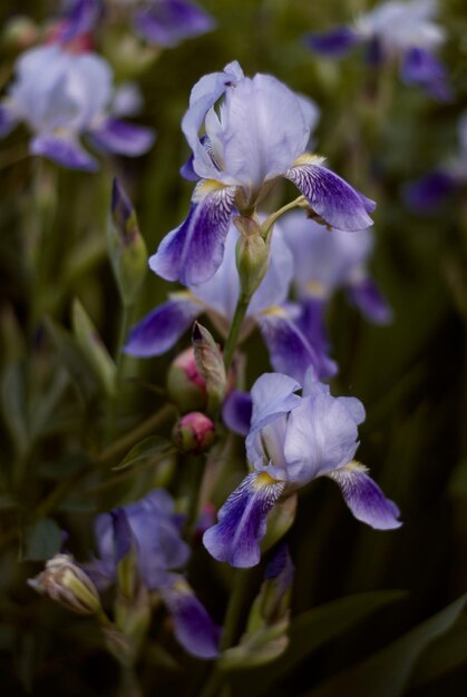 lirios morados iris flores flor flores de color púrpura