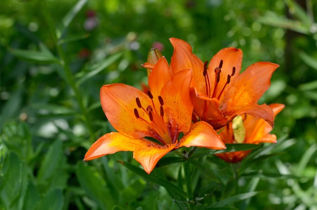 lirios naranjas hermosas flores en el jardín