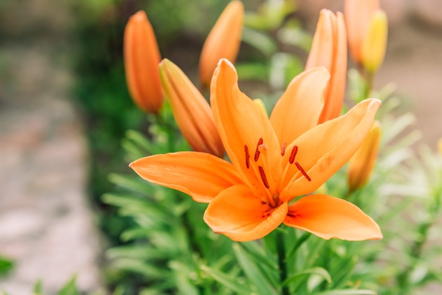 Lirios naranjas que crecen en el jardín