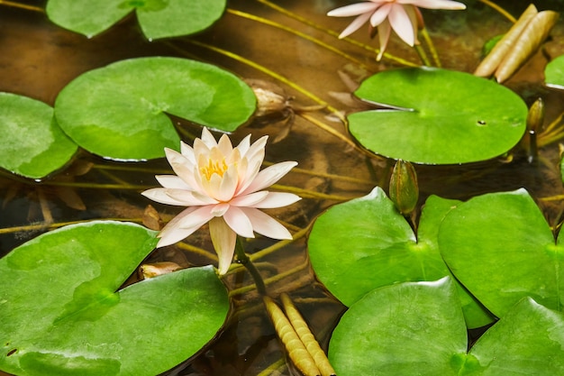 Lirios que florecen en el agua en el parque entre hojas verdes.