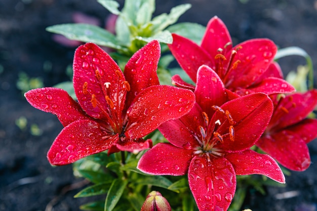 Lirios rojos. Las flores se cubren con grandes gotas de agua después de la lluvia.