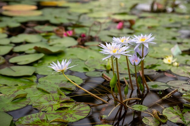 Lirios rosas blancas y flores de agua amarillas en la superficie del río  flores de loto