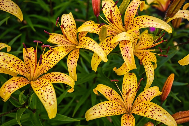 Lirios de tigre naranja salvaje en el jardín lilium lancifolium como papel  tapiz o fondo | Foto Premium