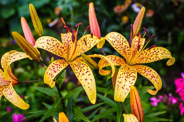 Lirios de tigre naranja salvaje en el jardín lilium lancifolium como papel  tapiz o fondo | Foto Premium