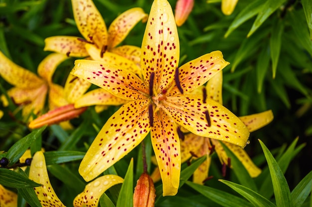 Lirios de tigre naranja salvaje en el jardín Lilium lancifolium como papel tapiz o fondo