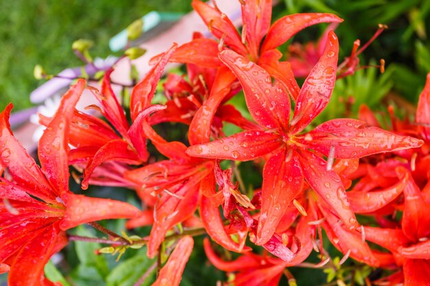 Lirios de tigre rojo salvaje en el jardín Lilium lancifolium como papel tapiz o fondo