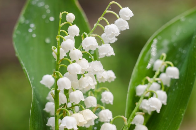 Lirios del valle en flor pueden campanas blancas sobre un verde