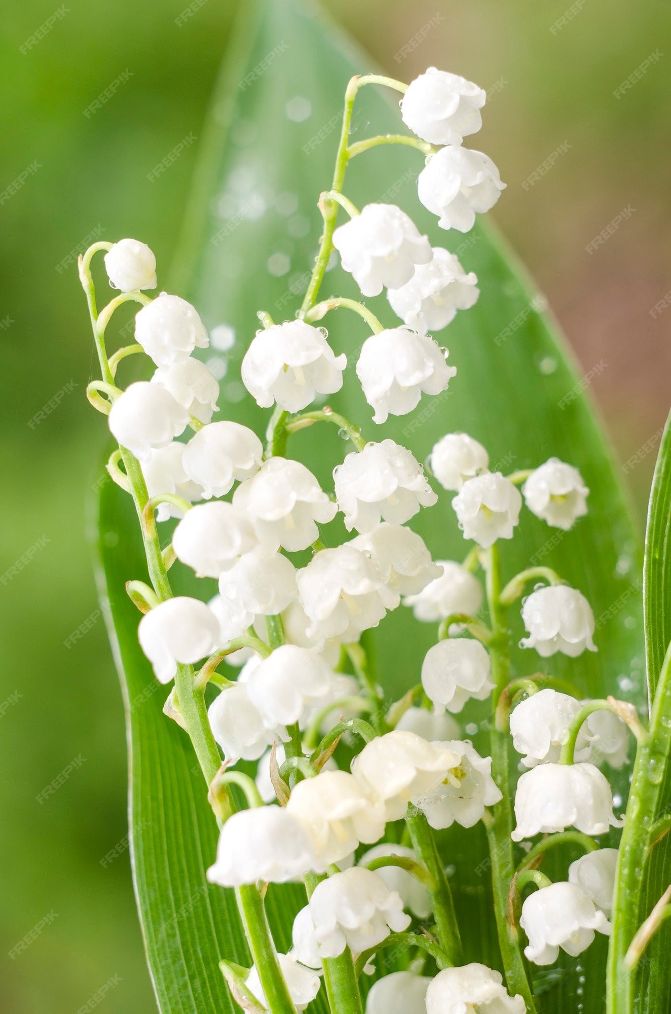 Lirios del valle en flor pueden campanas blancas sobre un verde | Foto  Premium