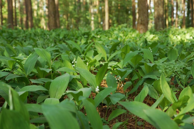 Lírios verdes do vale na floresta, iluminados pelo sol