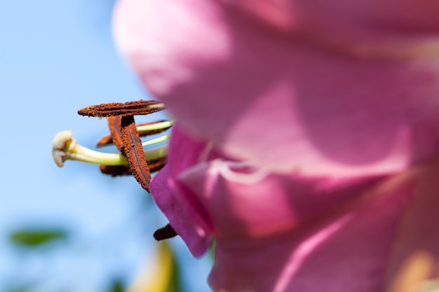 Lírios vermelhos na primavera