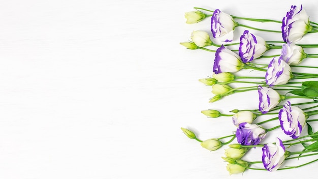 Foto lisianthus azul ou eustoma no fundo branco closeup.