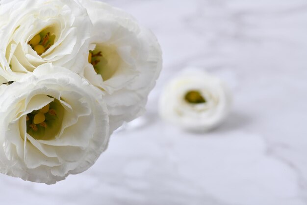 Lisianthus hermosa flor blanca de fondo