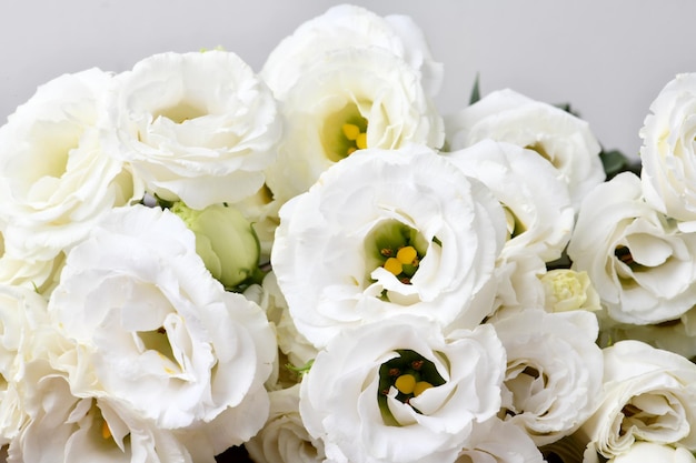 Lisianthus hermosa flor blanca de fondo