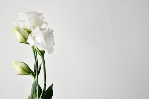 Lisianthus hermosa flor blanca de fondo