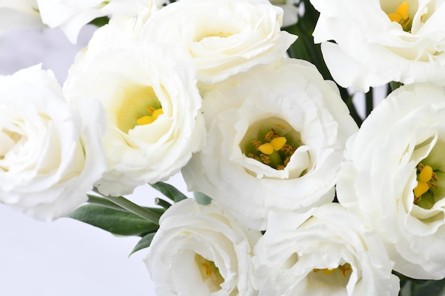 Lisianthus Schöner weißer Blumenhintergrund