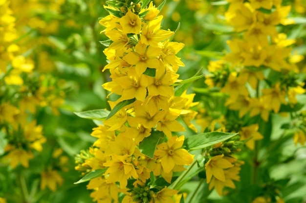 Lisimaquia hermosas flores amarillas de cerca