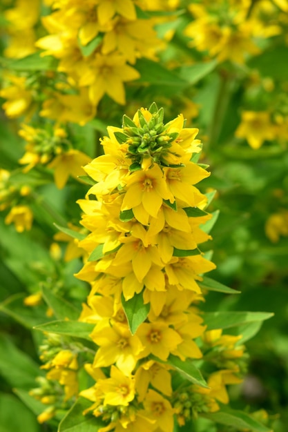 Lisimaquia hermosas flores amarillas en el primer plano del jardín