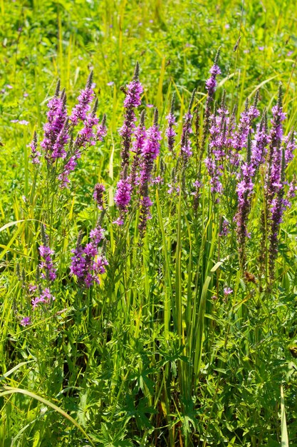 Lisimaquia Púrpura (Lythrum Salicaria)