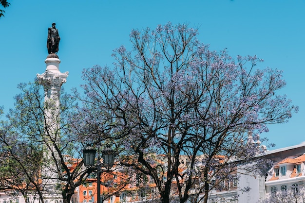 Lissabon Portugal 13. Mai 2023 Blick auf den Rossio-Platz im Stadtteil Baixa von Lissabon Portugal mit lila Jacaranda-Blättern in voller Blüte