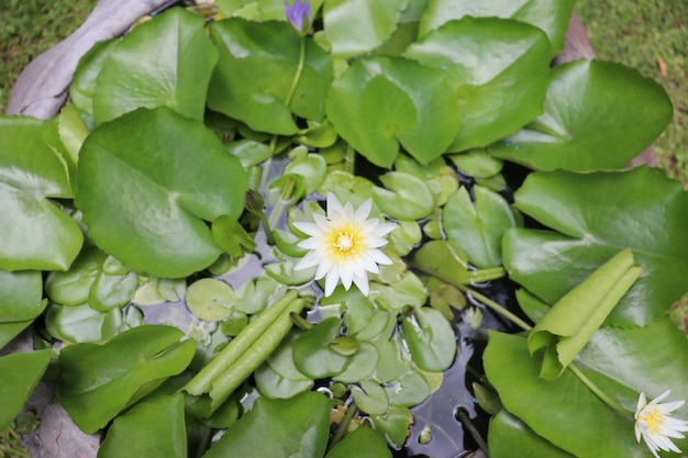 Foto list'a i butony belogo lotosa v dizajne tropiceskogo parka pruda
