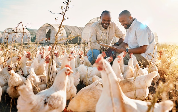 Lista de verificação de agricultura de pessoas e frango na agricultura sustentável gestão da indústria ecológica ou ao ar livre homens africanos felizes com prancheta de saúde animal e inspeção veterinária ao ar livre