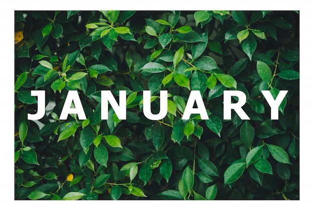 Lista de meses calendario Diseñada sobre un fondo de hoja verde natural.