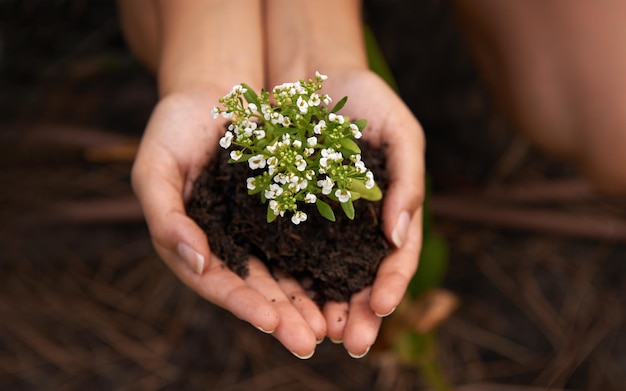 Listo para trasplantar Primer plano de una mujer sosteniendo tierra con una planta con flores en sus manos ahuecadas