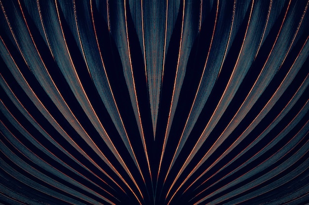 Foto listrado de fundo de textura escura de folha de palmeira