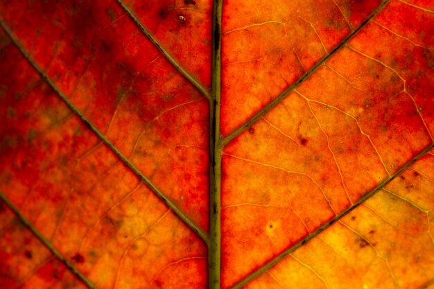 Listrado vermelho abstrato de folhagem de detalhes da natureza de plano de fundo com textura de folha